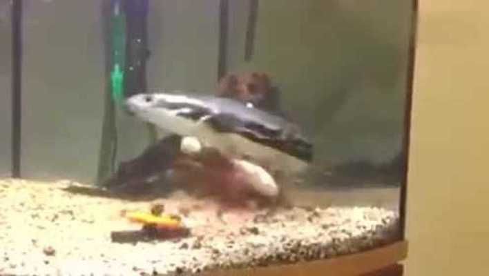 雷龍魚會吃金魚嗎為什么：如何判斷雷龍魚性格溫和，雷龍魚混養注意事項有哪些
