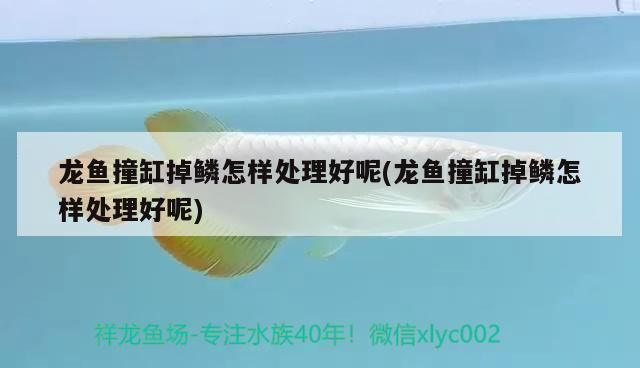 龍魚翻鰓手術的風險：(金龍魚打架掉鱗用什么藥浴好，龍魚打架后水質管理技巧