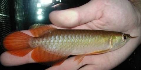 什么龍魚長不大又漂亮：哪些龍魚長不大又漂亮