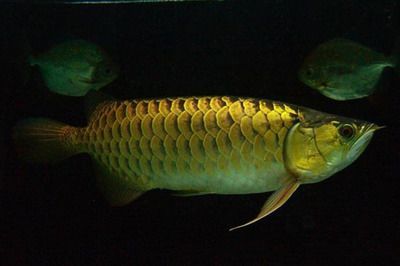 龍魚的功效：龍魚與鱸魚營養(yǎng)比較，