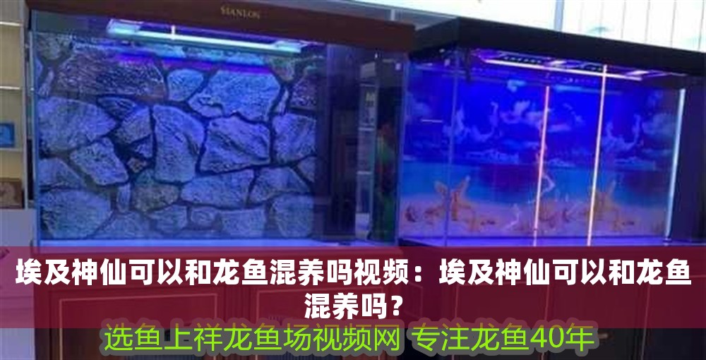 埃及神仙可以和龍魚混養嗎視頻：埃及神仙可以和龍魚混養嗎？