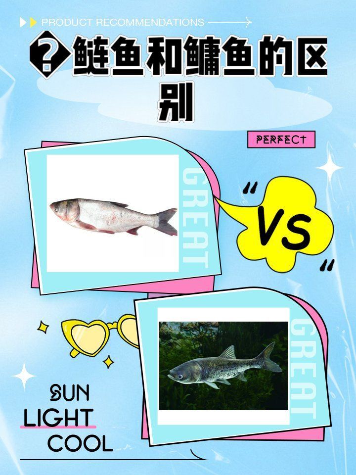 鰱鳙幼苗長什么樣