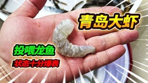 喂龍魚的蝦用去皮嗎怎么做：喂龍魚的蝦是否需要去皮，這個問題的答案并不是固定的