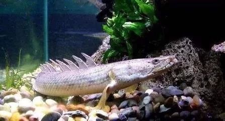 龍魚的歷史介紹資料，龍魚的歷史介紹和歷史介紹：亞洲龍魚的歷史介紹資料，龍魚的歷史介紹資料介紹