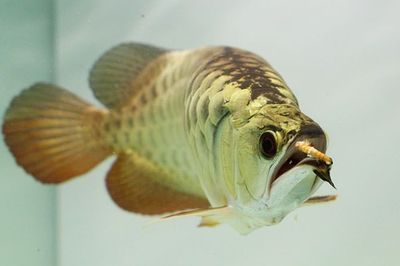 龍魚能長多少公分（不同品種龍魚的生長潛力因品種而異，龍魚的生長潛力因品種而異）