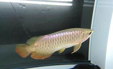 龍魚能長多少公分（不同品種龍魚的生長潛力因品種而異，龍魚的生長潛力因品種而異）