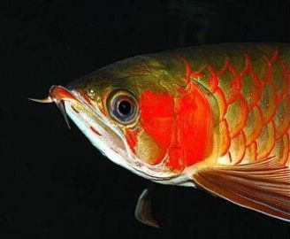 預防龍魚兜嘴的方法：預防龍魚兜嘴的方法是什么：如何預防龍魚兜嘴