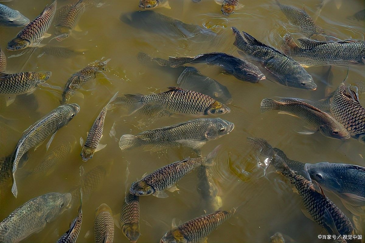 龍魚(yú)打包運(yùn)輸五天會(huì)不會(huì)死