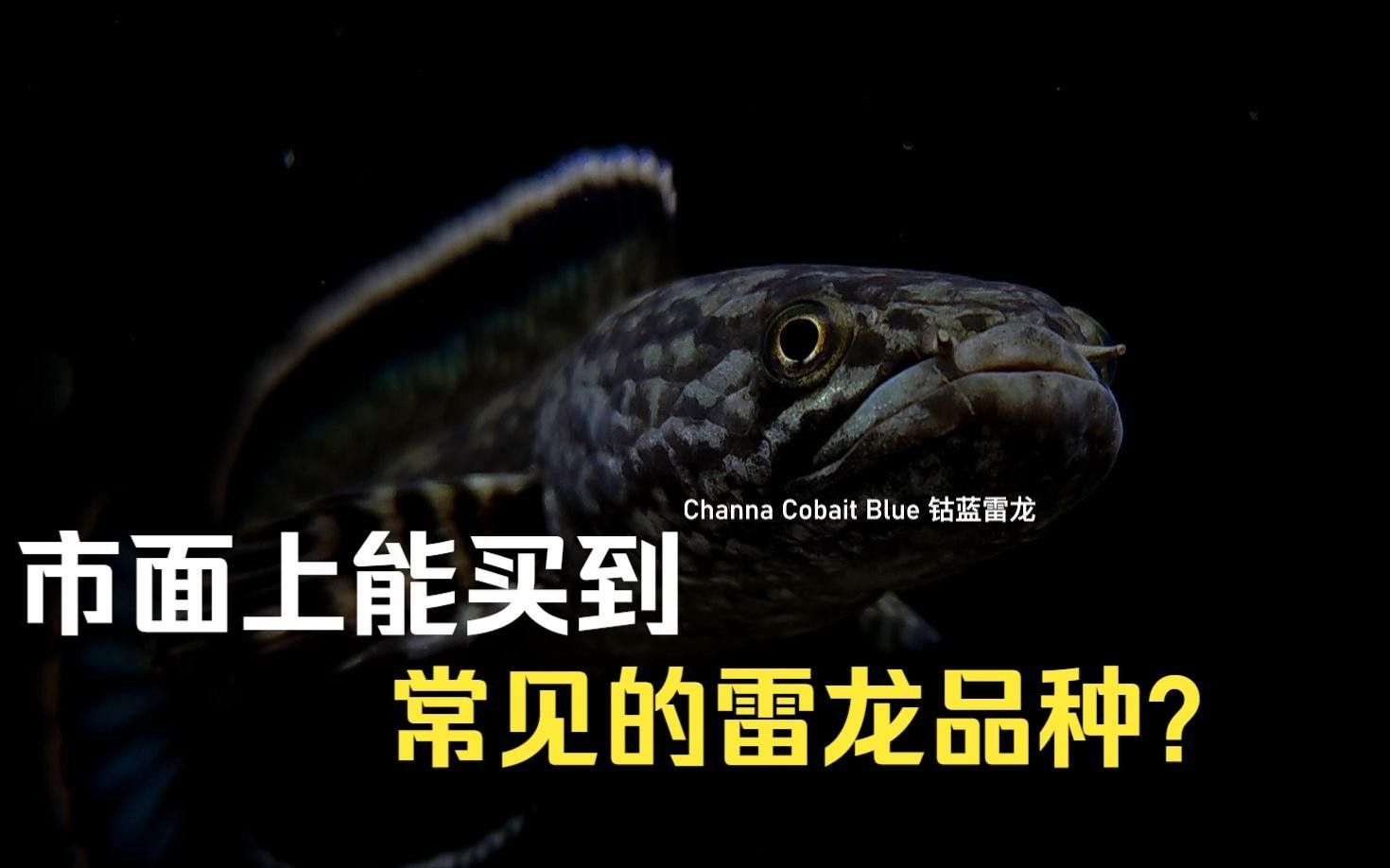 雷龍魚混養的最佳溫度是多少？
