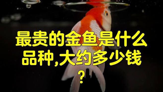 金魚十大名貴品種