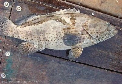 魚缸用增氧泵價格是多少:魚缸增氧機-xtrac增氧機-xtrac增氧機 石班魚和龍躉價格:馬來西亞漁民捕獲一條重達200公斤的野生龍躉 龍魚百科 石班魚和龍躉價格:馬來西亞漁民捕獲一條重達200公斤的野生龍躉 石班魚和龍躉價格:馬來西亞漁民捕獲一條重達200公斤的野生龍躉 龍魚百科