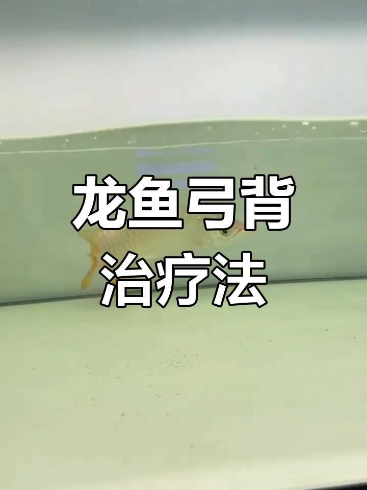 金龍魚弓背了怎么治
