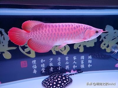 龍魚養殖的利潤情況（龍魚養殖的利潤空間和風險）