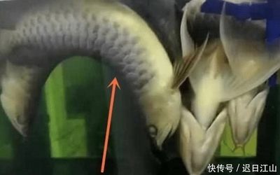 龍魚養殖的利潤情況（龍魚養殖的利潤空間和風險）