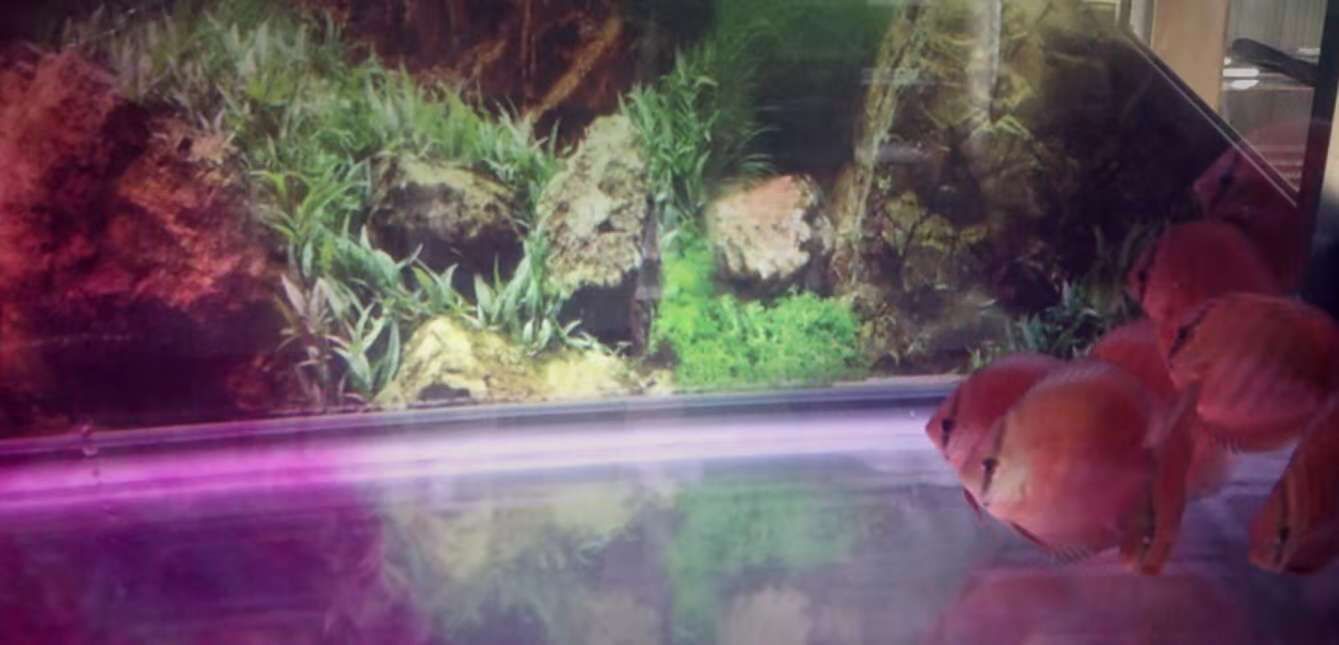 龍魚有傷口能用土霉素嗎（龍魚有傷口能用土霉素嗎龍魚有傷口能用嗎）