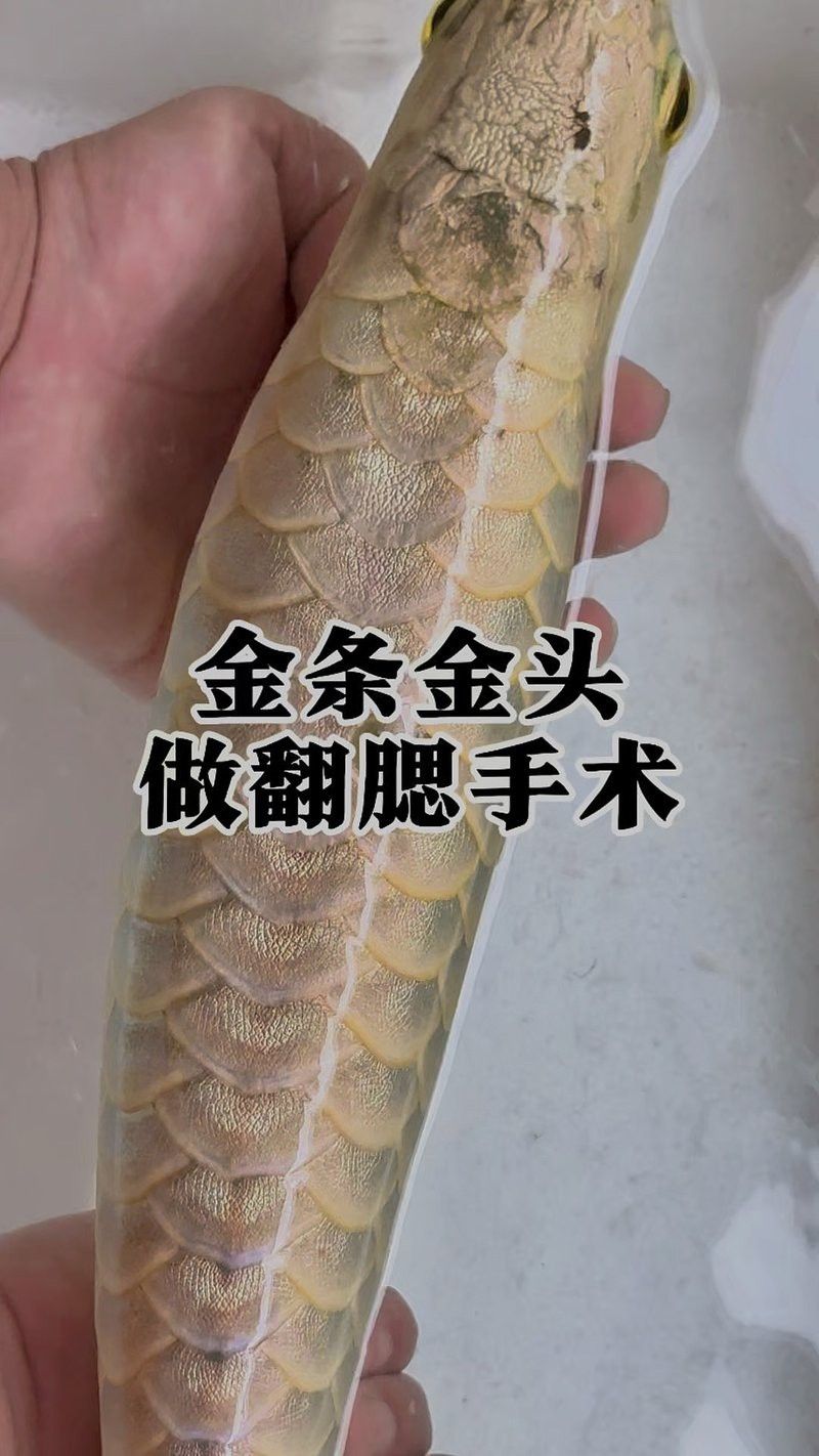 龍魚鰓蓋脫落需要隔離嗎？