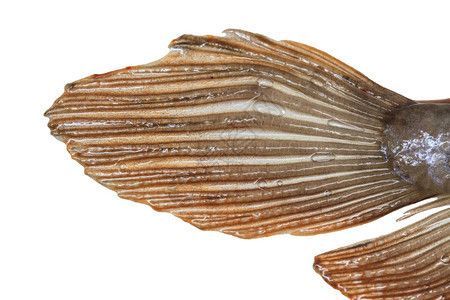 紅龍魚的照片大全高清圖（紅龍魚的一些高清圖片）