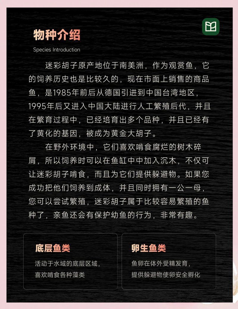 迷彩胡子魚好養嗎