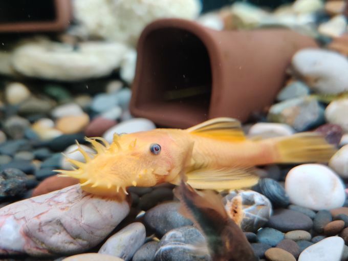 迷彩胡子魚好養嗎