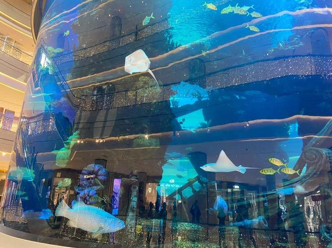 珠海龍魚觀賞魚 龍魚世家水族館好口碑
