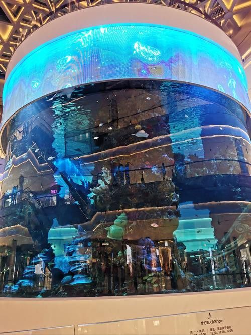 珠海龍魚觀賞魚 龍魚世家水族館好口碑