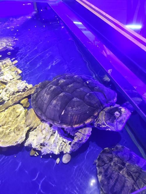 珠海龍魚觀賞魚 龍魚世家水族館好口碑