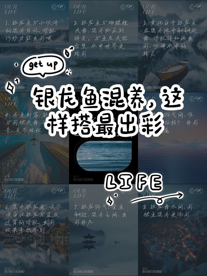 銀龍魚背景圖用什么顏色的好看又好看