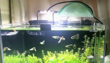 銀板魚苗混養搭配建議：銀板魚苗的混養搭配