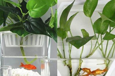 銀板魚苗混養搭配建議：銀板魚苗的混養搭配