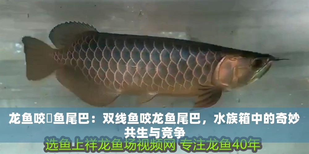 龍魚咬魟魚尾巴：雙線魚咬龍魚尾巴，水族箱中的奇妙共生與競爭