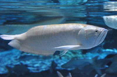 銀龍魚游不動,尾巴下垂什么原因？（銀龍魚游不動且尾巴下垂可能由多種因素引起）