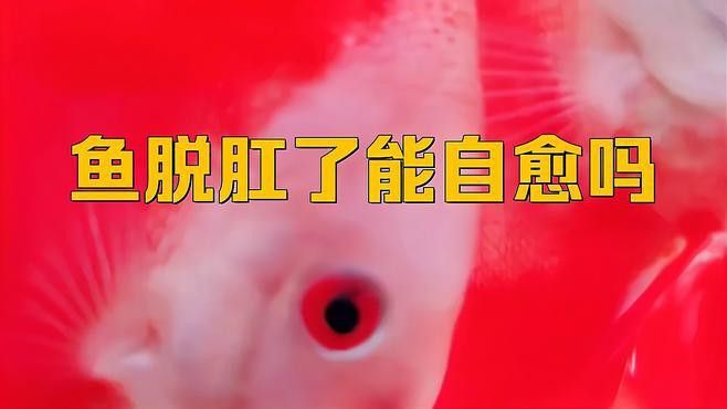 龍魚脫肛會自愈嗎？