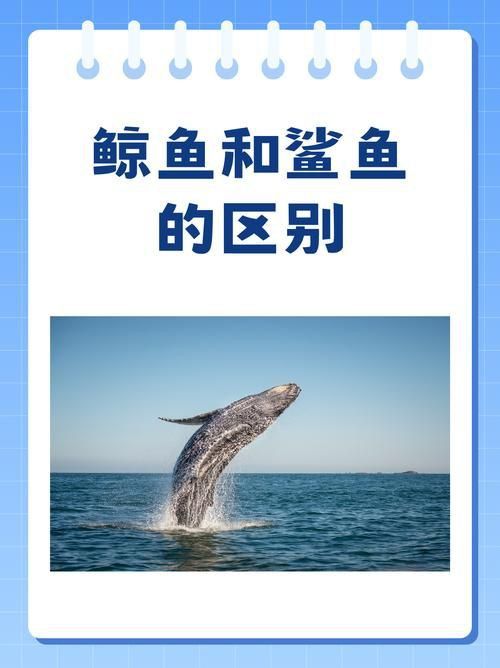 鯨魚和鯊魚圖片