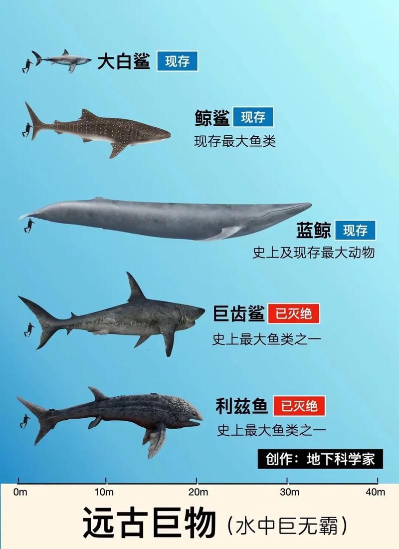 鯨魚和鯊魚圖片