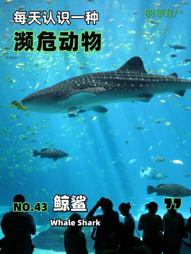 鯨魚和鯊魚圖片
