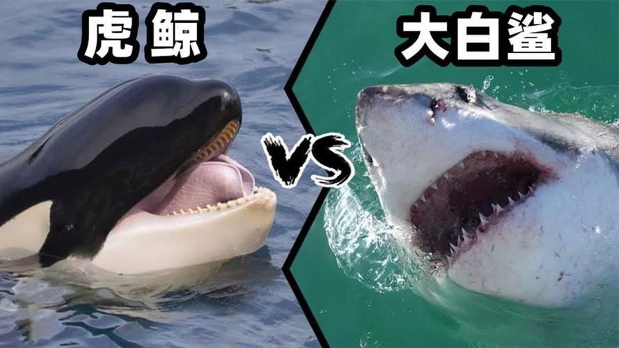 鯨魚和鯊魚圖片
