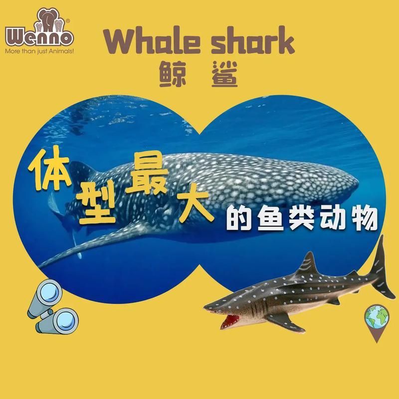 鯨魚和鯊魚圖片