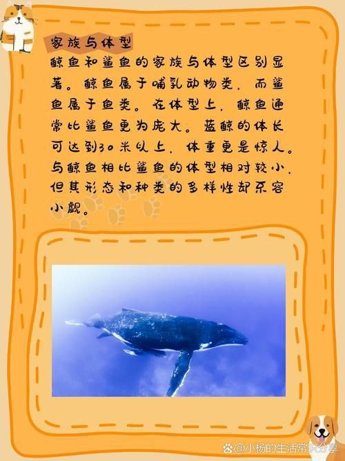 鯨魚和鯊魚圖片