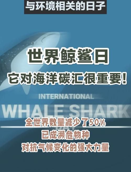 鯨魚和鯊魚圖片