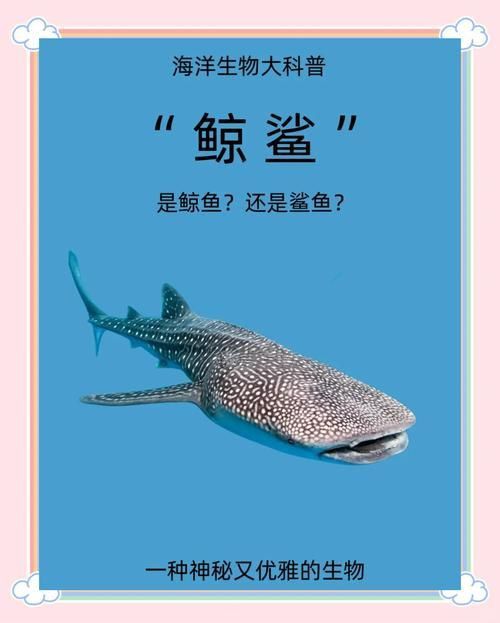 鯨魚和鯊魚圖片