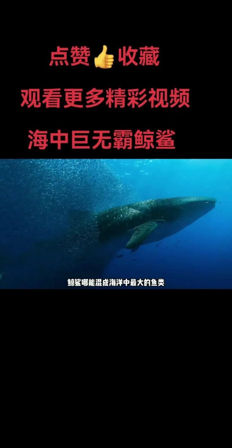 鯨魚和鯊魚圖片