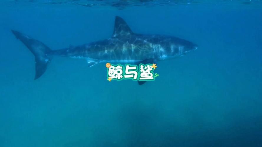 鯨魚和鯊魚圖片