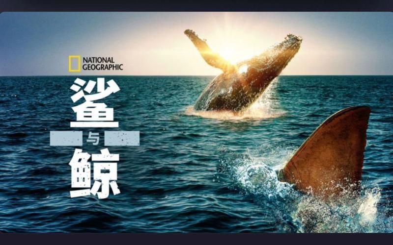 鯨魚和鯊魚圖片