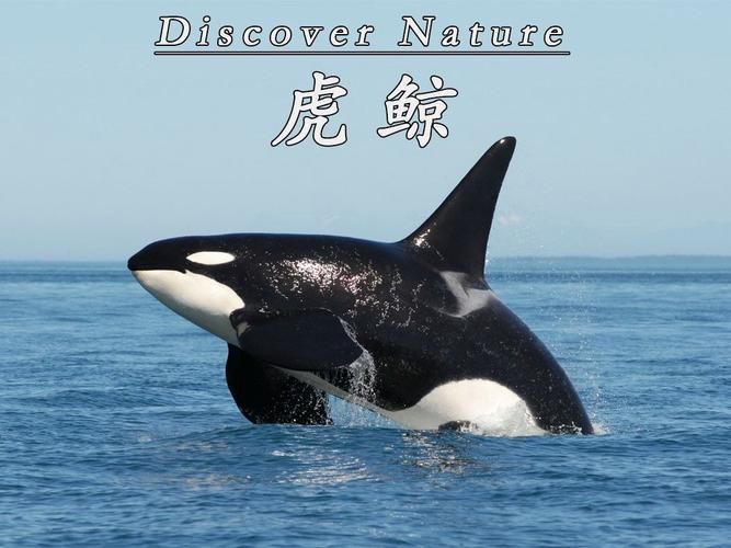 鯨魚和鯊魚圖片