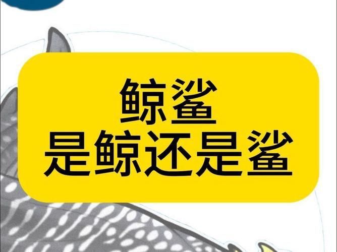 鯨魚和鯊魚圖片