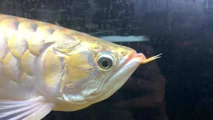 龍魚兜嘴手術(shù)費(fèi)用（龍魚兜嘴手術(shù)的費(fèi)用大概多少？）