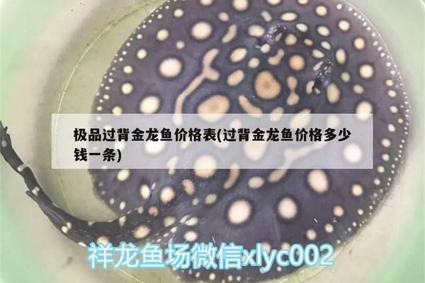 極品過背金龍魚價格表（極品過背金龍魚價格）