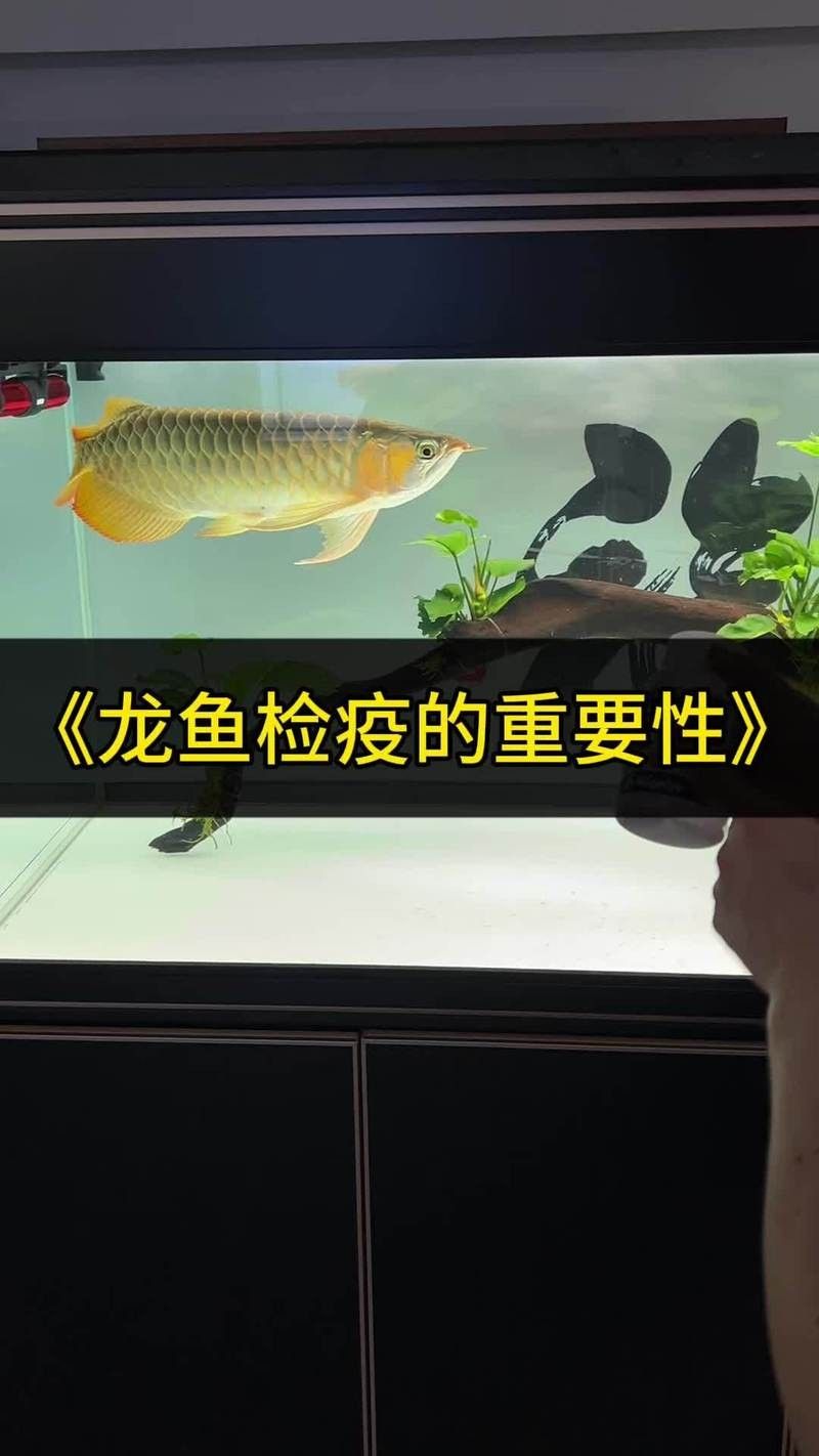 龍魚做檢疫多長時間