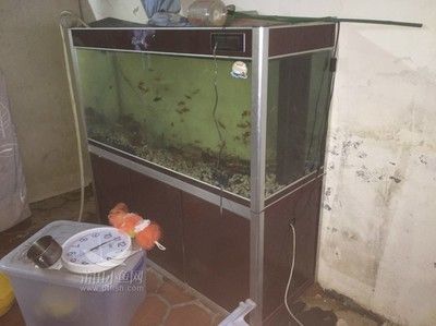 金龍魚多大魚缸可以養，金龍魚適合的魚缸尺寸是多大？