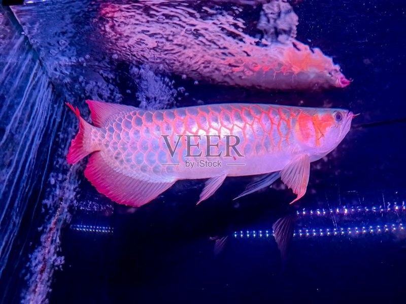 馬來西亞成年紅龍魚圖片大全高清 馬來西亞成年紅龍魚圖片大全高清 龍魚百科 第24張